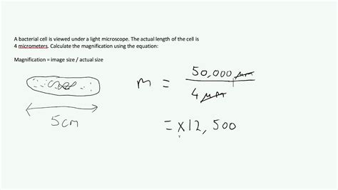 magnification equation biology|magnification questions gcse biology.